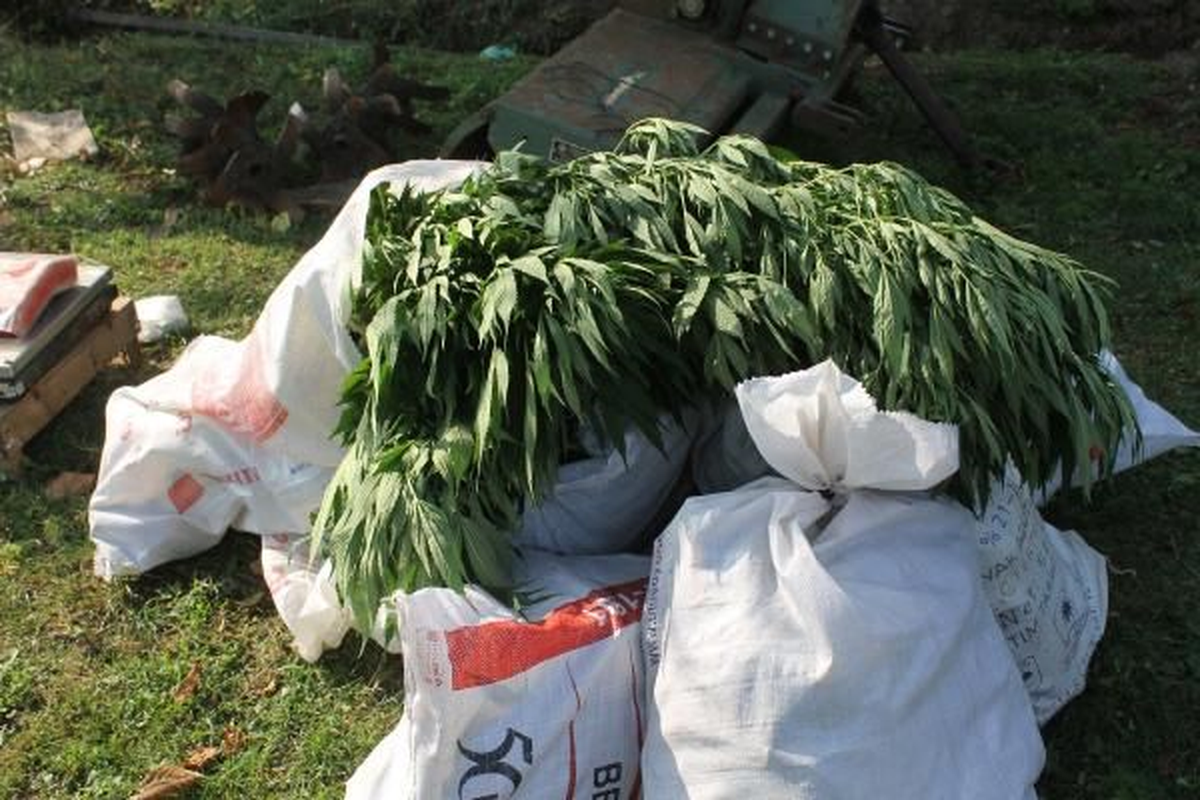 Çarşamba\'da 28 Kök Hint Keneviri Ele Geçti