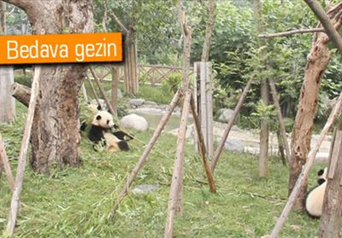 Google, Hayvanat Bahçelerine de Girdi