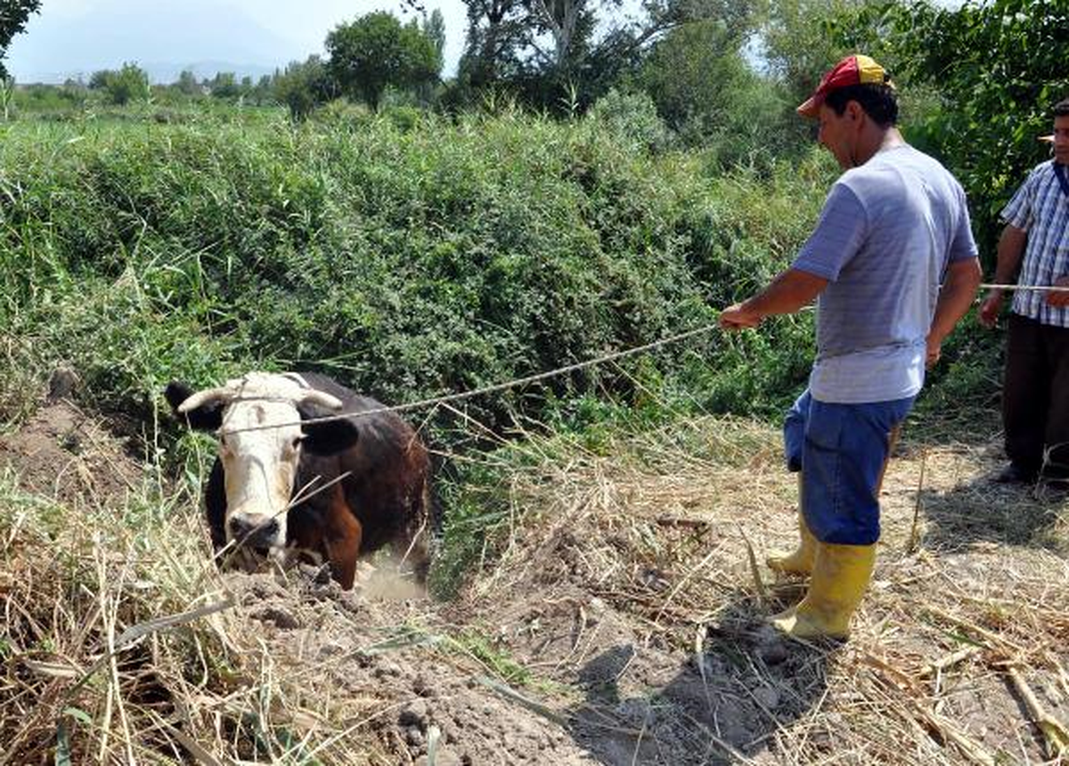 Kanala Düşen İnek, Kepçeyle Kurtarıldı