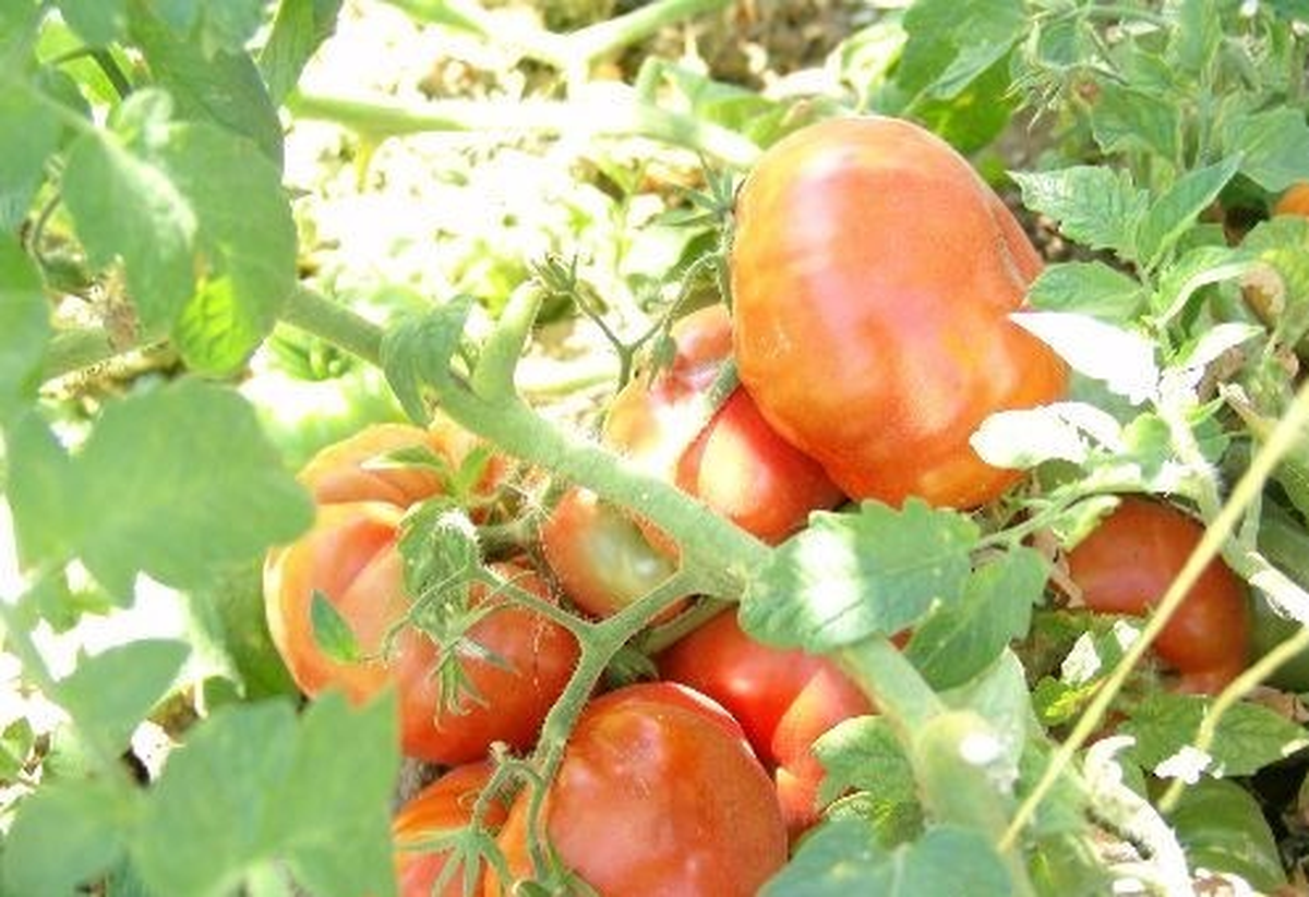 Kocasinan\'ın Kiloluk Domatesleri