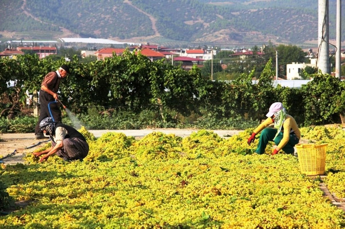 Manisa\'da Üzümlerini Kurutan Sevinecek