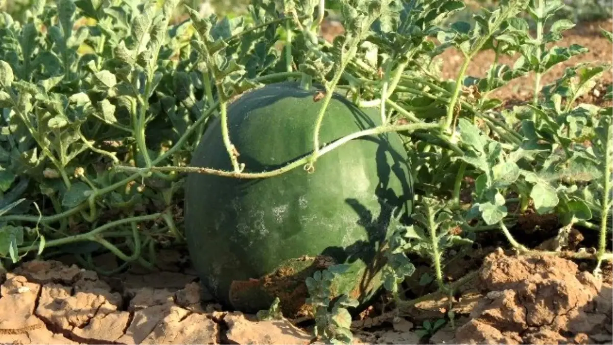 Meşhur Araban Karpuzu Yıllar Sonra Yeniden Üretilecek