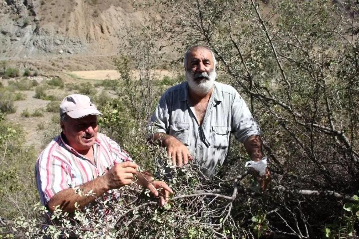 Oltu\'da Karayemiş Sezonu Başladı