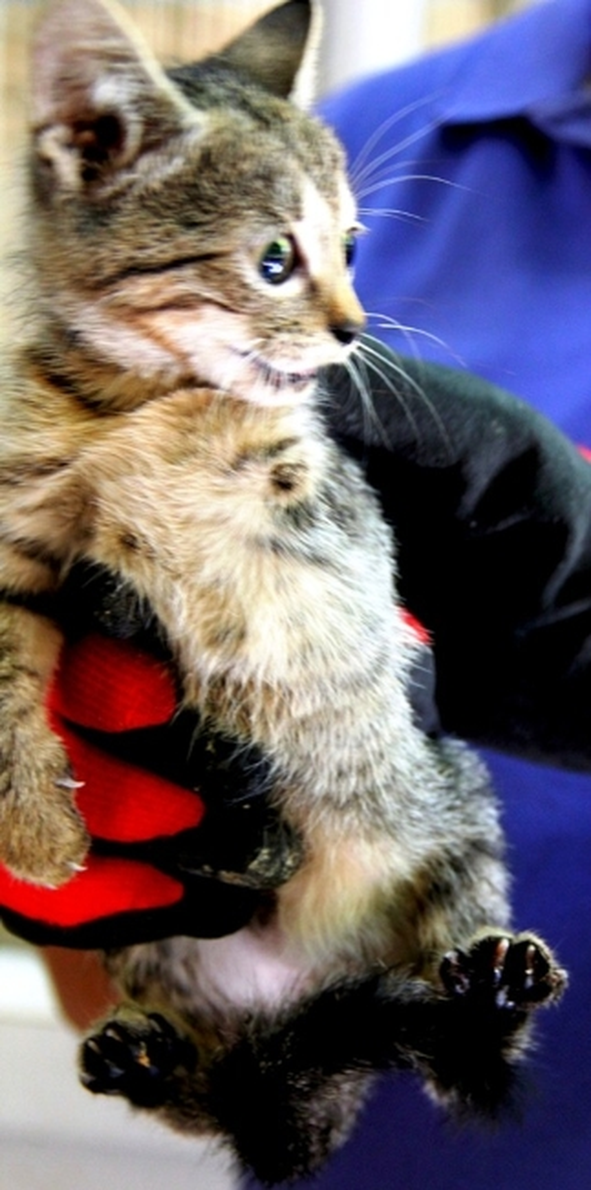 Sarıgöl\'de Üç Ayaklı Kedi Yavrusu İlgi Odağı Oldu