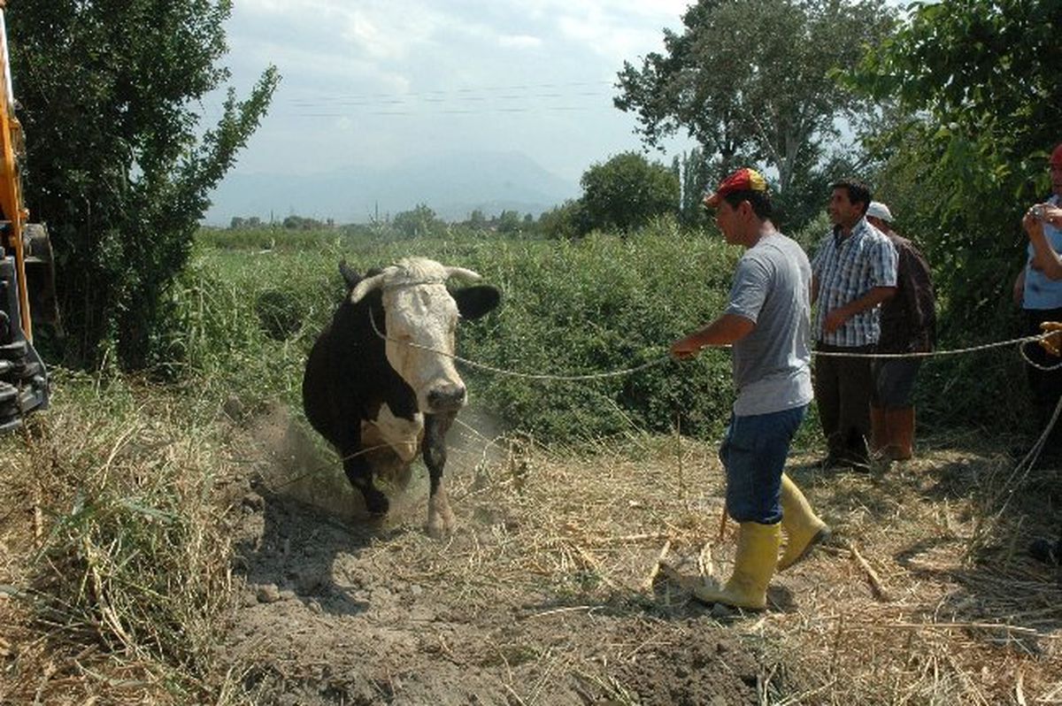 Su Kanalına Düşen Hamile İnek Güçlükle Kurtarıldı