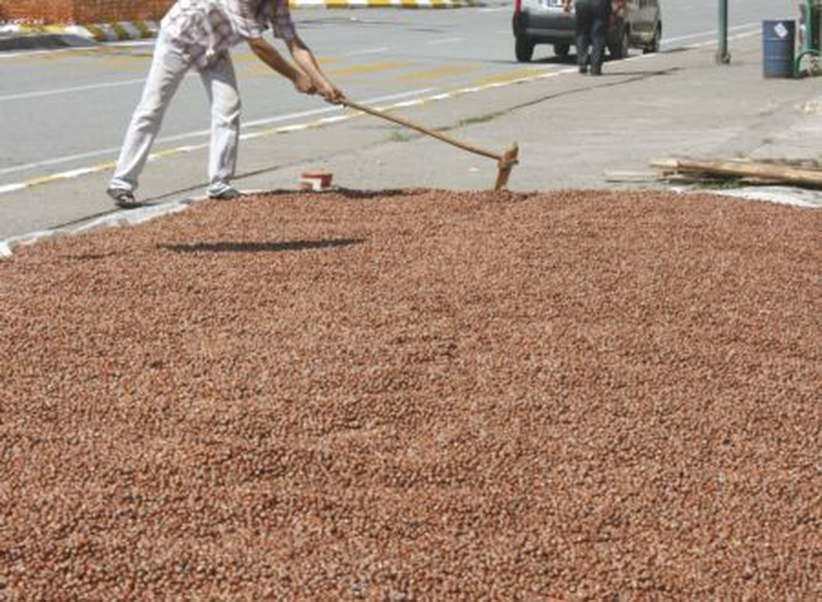 Yol Kenarları Fındık Harmanına Döndü