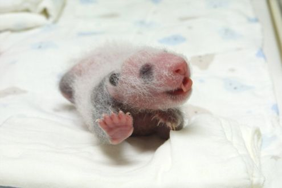ABD\'de Dünyaya Gelen Panda Sevinç Yarattı