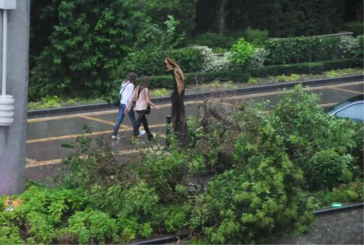 Adana'da Yaz Yağmuru Ağaç Devirdi