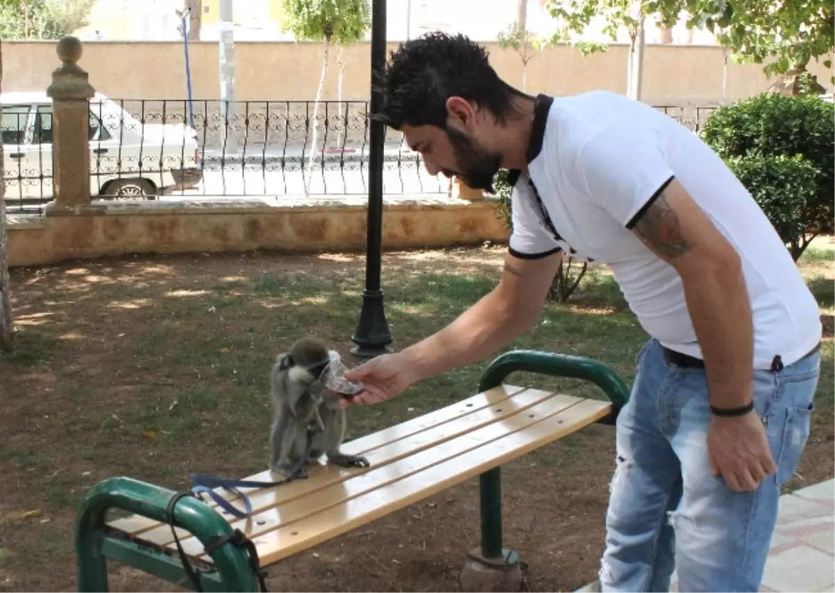 Kola İçen, Çekirdek Yiyen ve Yüzen Maymun