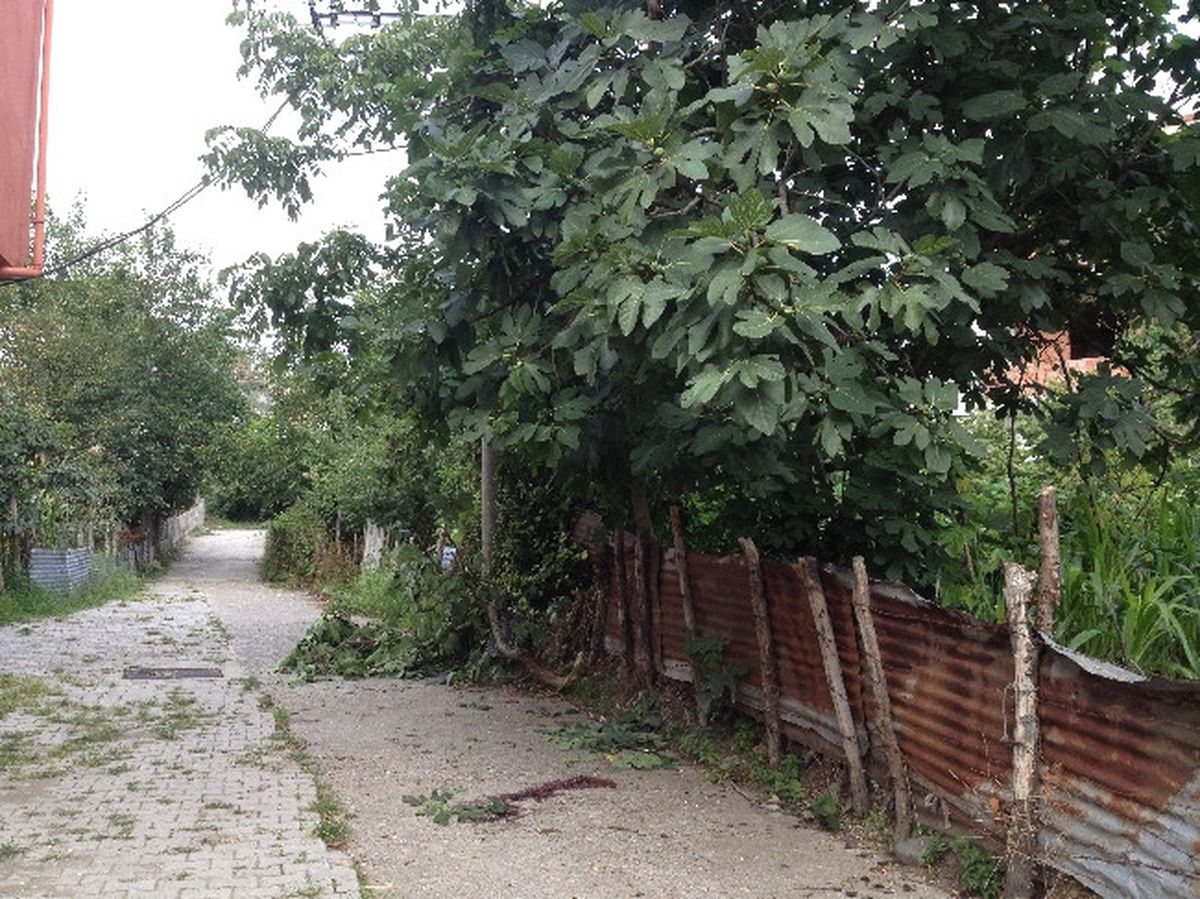 İncir Toplamak İsterken Ağaçtan Düştü