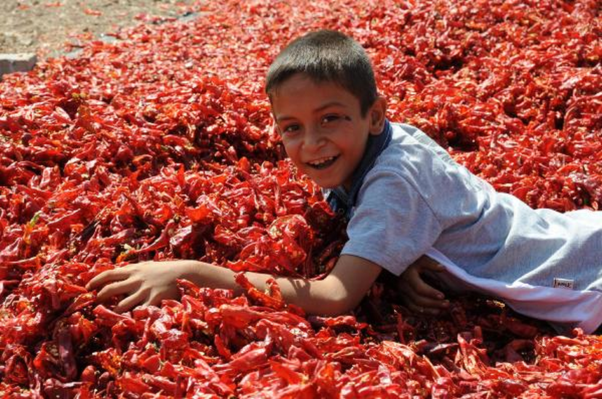 Şanlıurfa\'da İsot Sezonu Açıldı