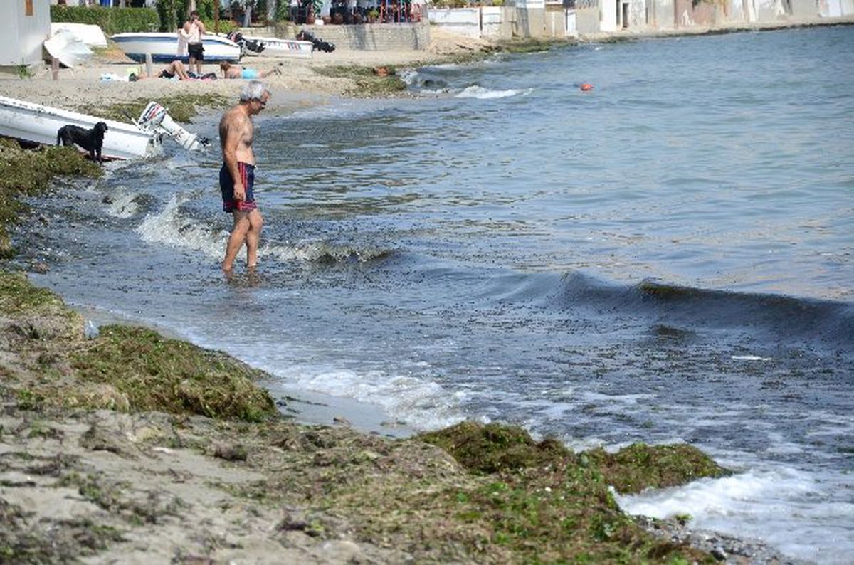 Tekirdağ Sahillerinde Yosun İstilası