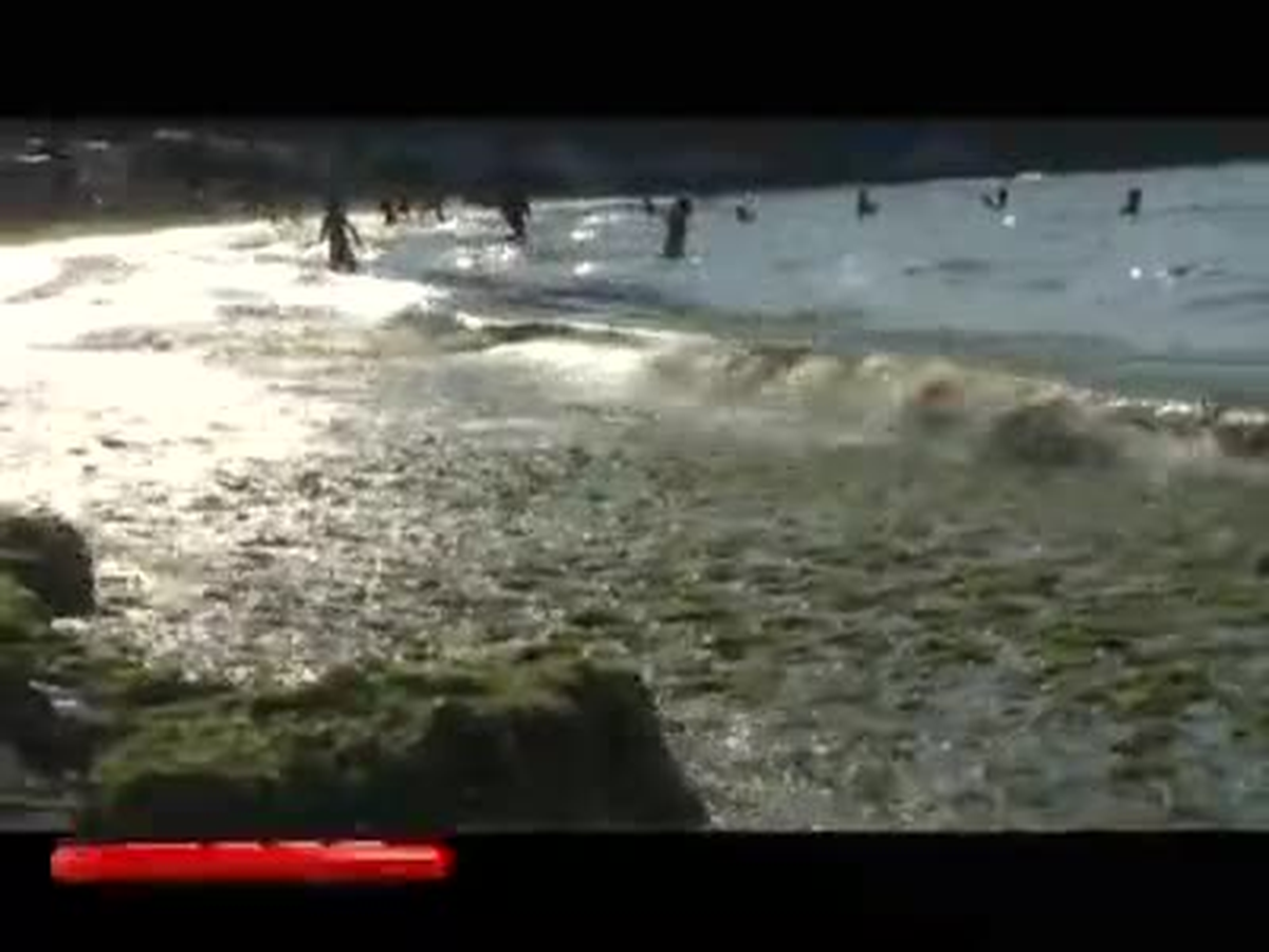 Yosun Deryasında Serinlik