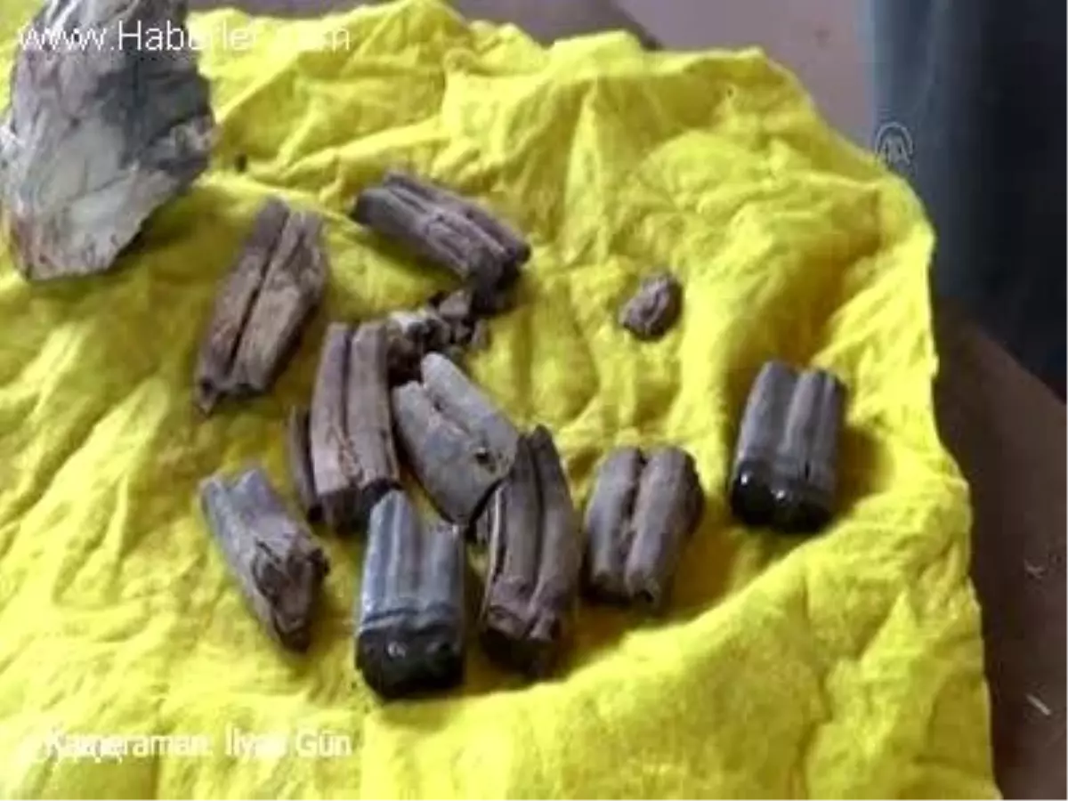 11 bin yıllık fosil bulundu