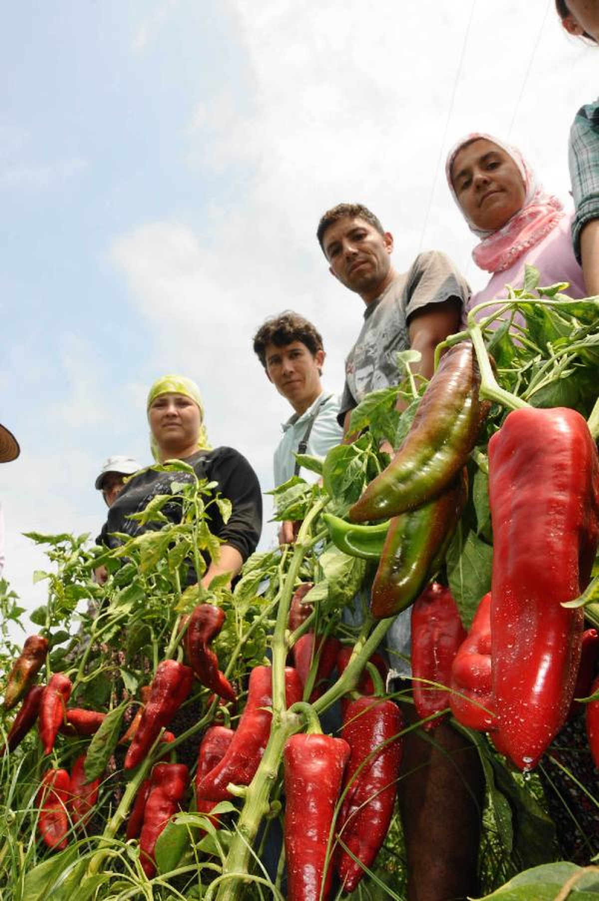 Adana\'da Salça Telaşı