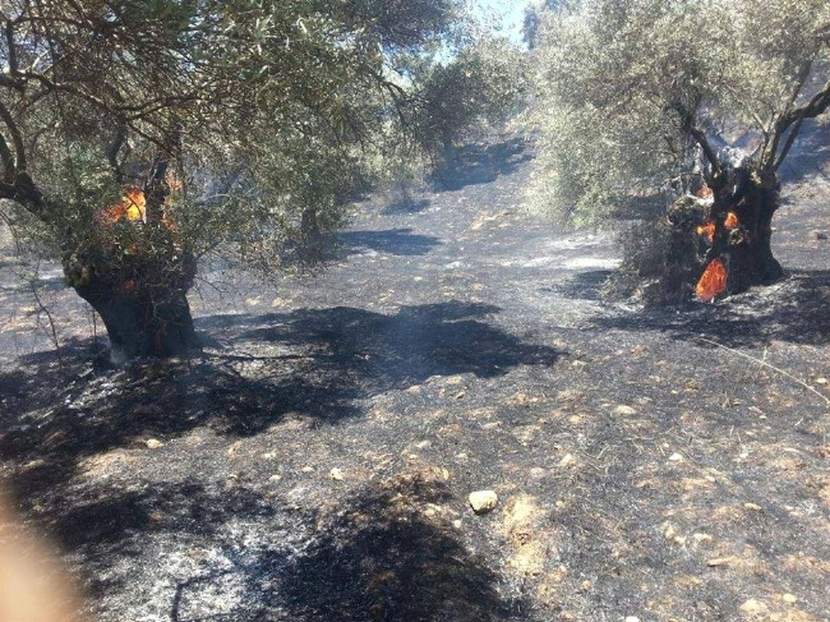 Aydın\'da Bir Ayda 138 Adet Zeytinlik Yandı