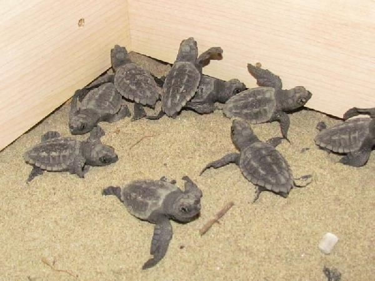 Kuşadası\'nda 41 Caretta Caretta Denizle Buluştu
