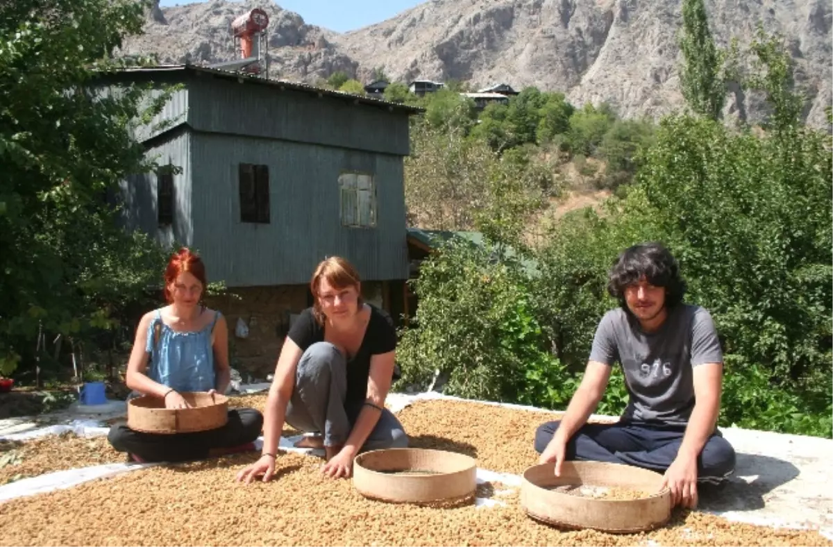 (Özel Haber) Avusturyalı Turistler, Köy Hayatını Yaşayarak Öğreniyor