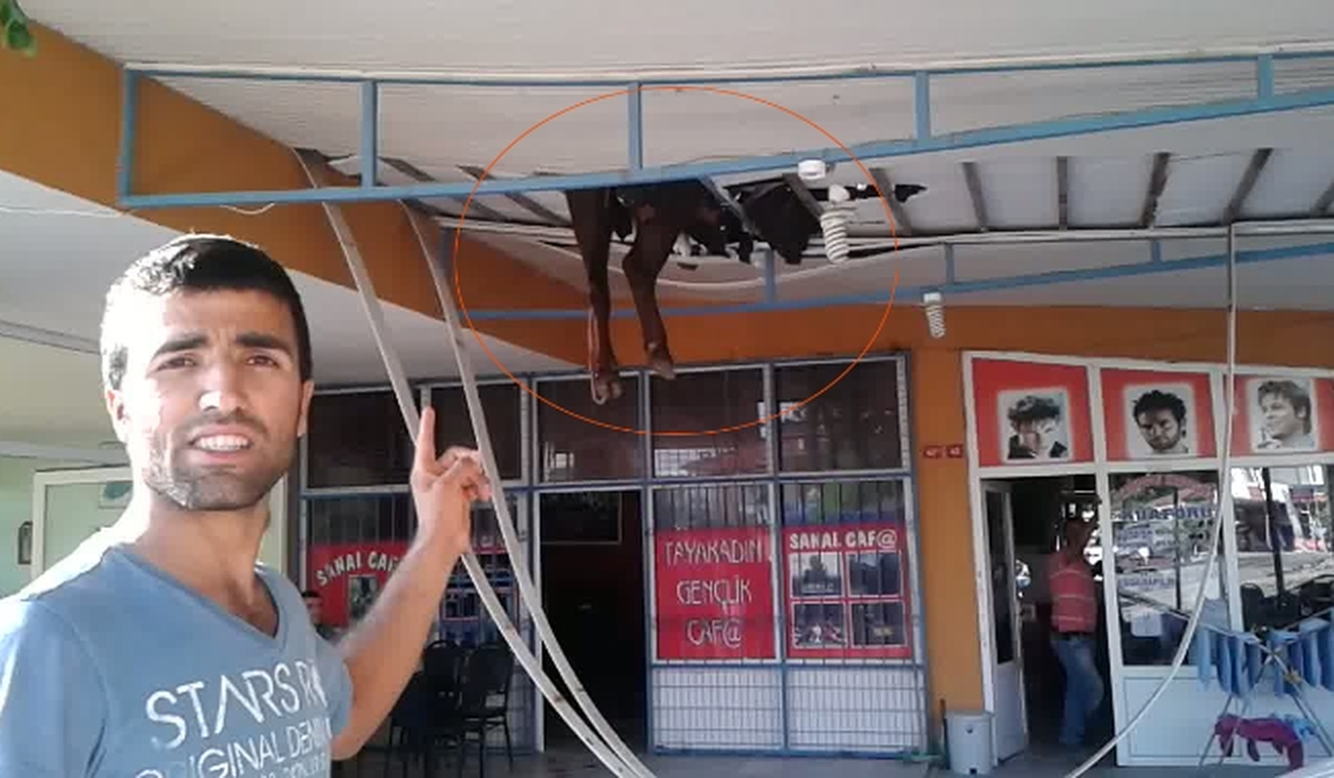 Çatıya Çıkan Manda Tavan Çökünce Asılı Kaldı