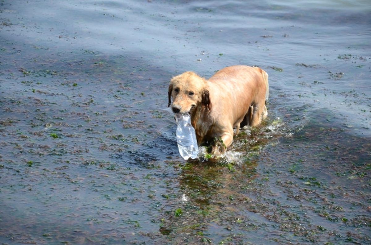 (Özel Haber) Çevreci Köpek \'Betsi\' Görenleri Şaşırtıyor