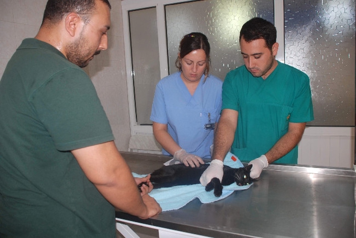 Sokak Köpeğinin Saldırdığı Guli Hastanelik Oldu