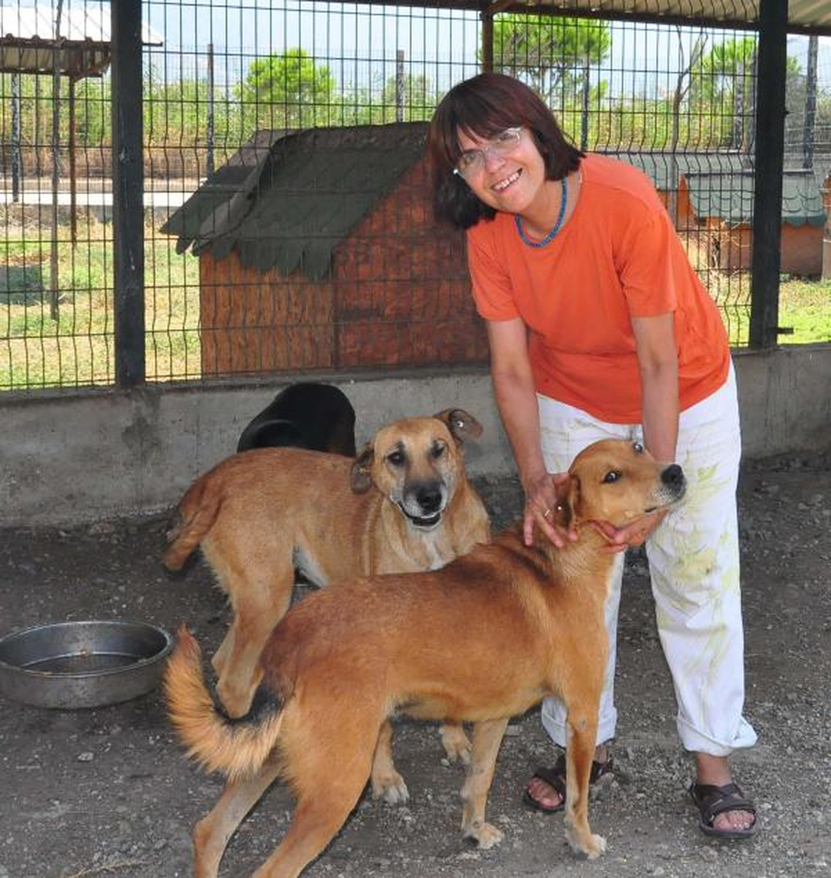 Manisa\'da Tecavüz İddiası Mahalledeki Köpekleri Toplattı