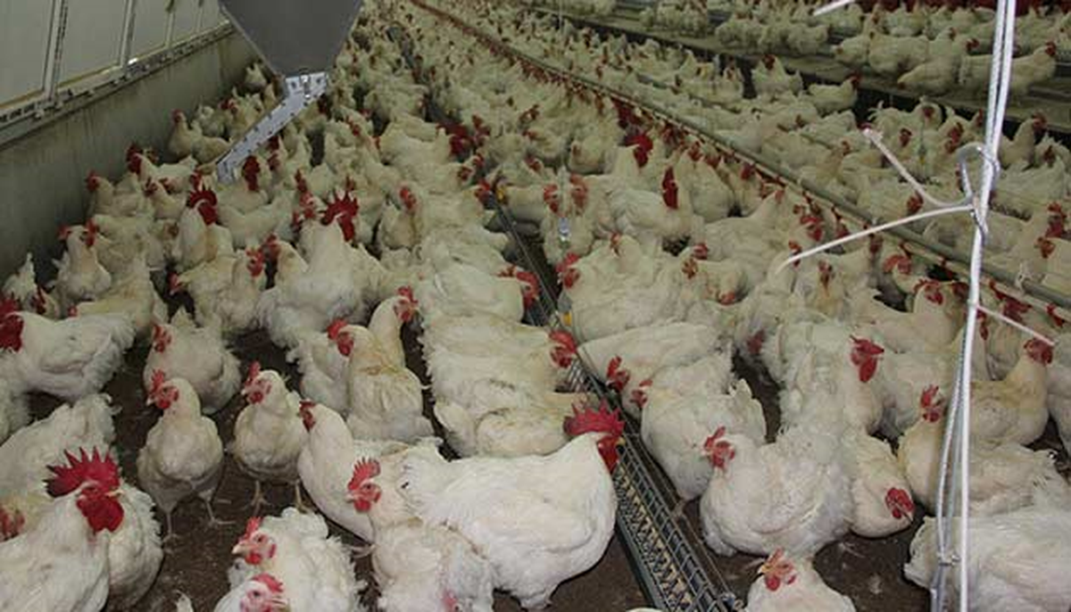 Türkiye Hayvancılıkta \'Kanatlandı\'