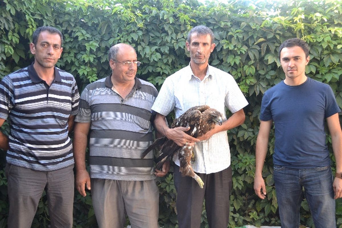 Yaralı Kaya Kartalı Tedavi Altına Alındı