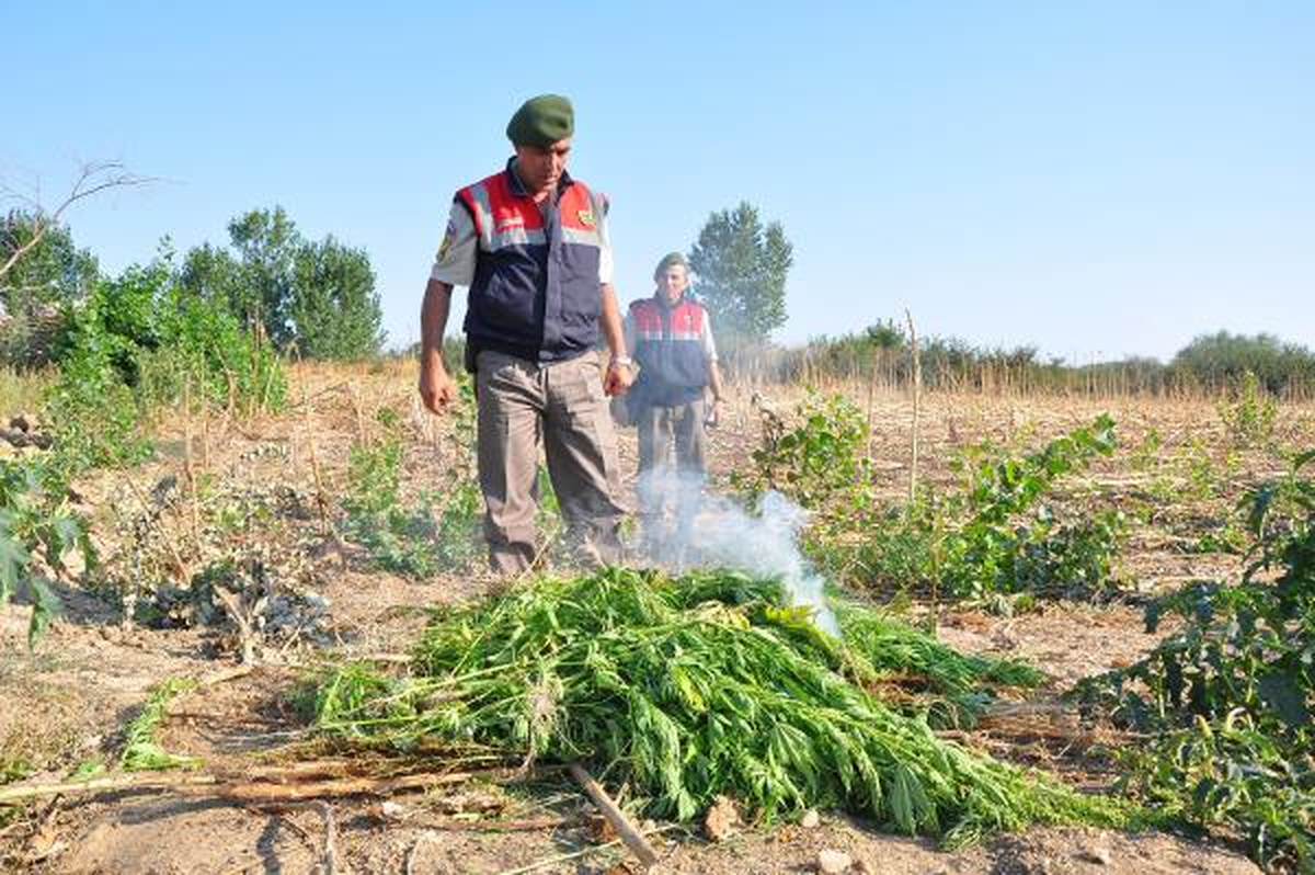 2 Bin 500 Kök Hintkeneviri Yakılarak İmha Edildi