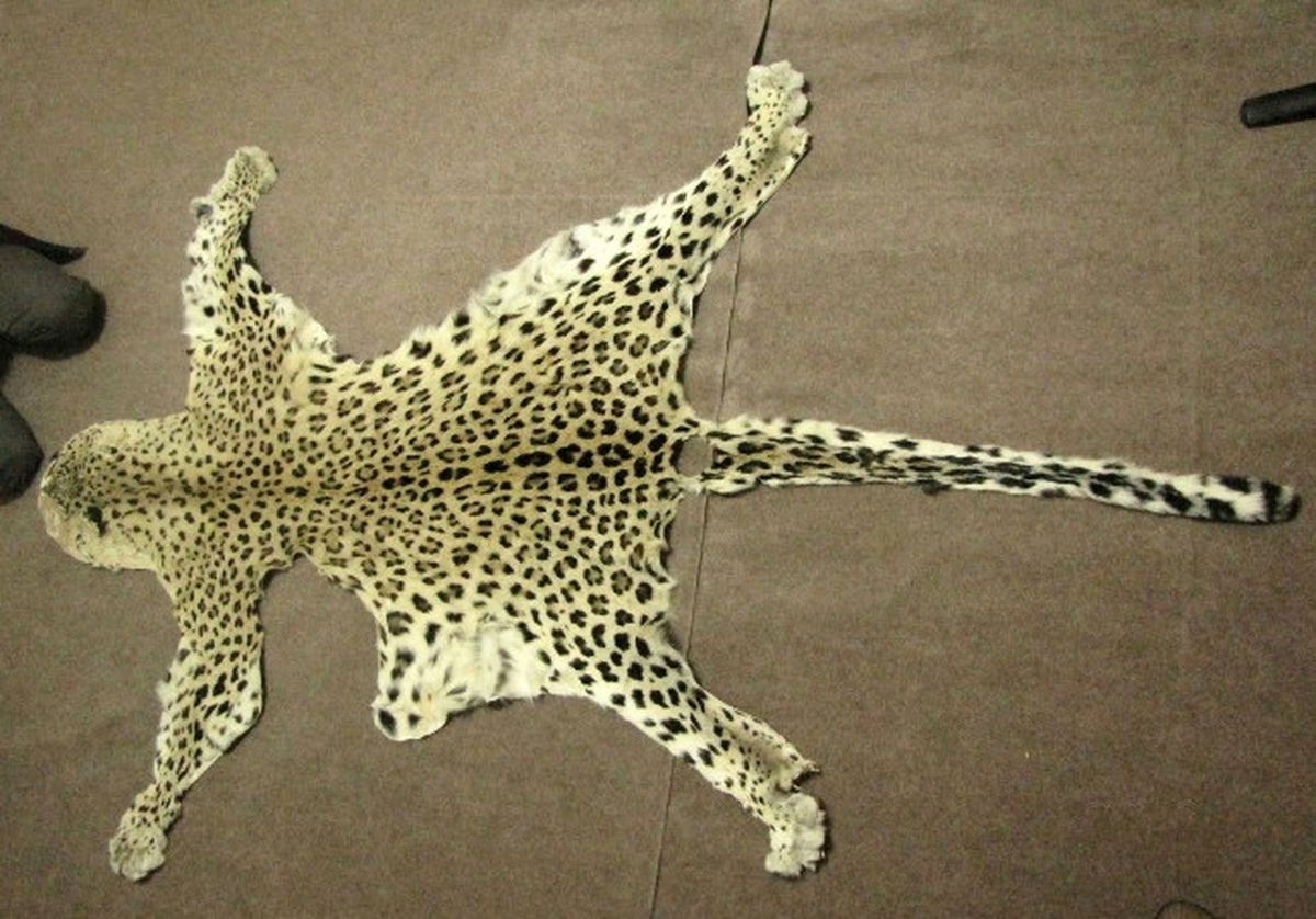 Anadolu Leoparı Siirt'te Ortaya Çıktı