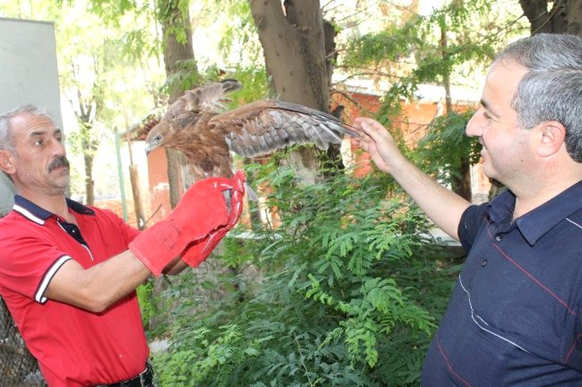 Botan Çayı\'nda Kanadı Kırık Şahin Yavrusu Bulundu