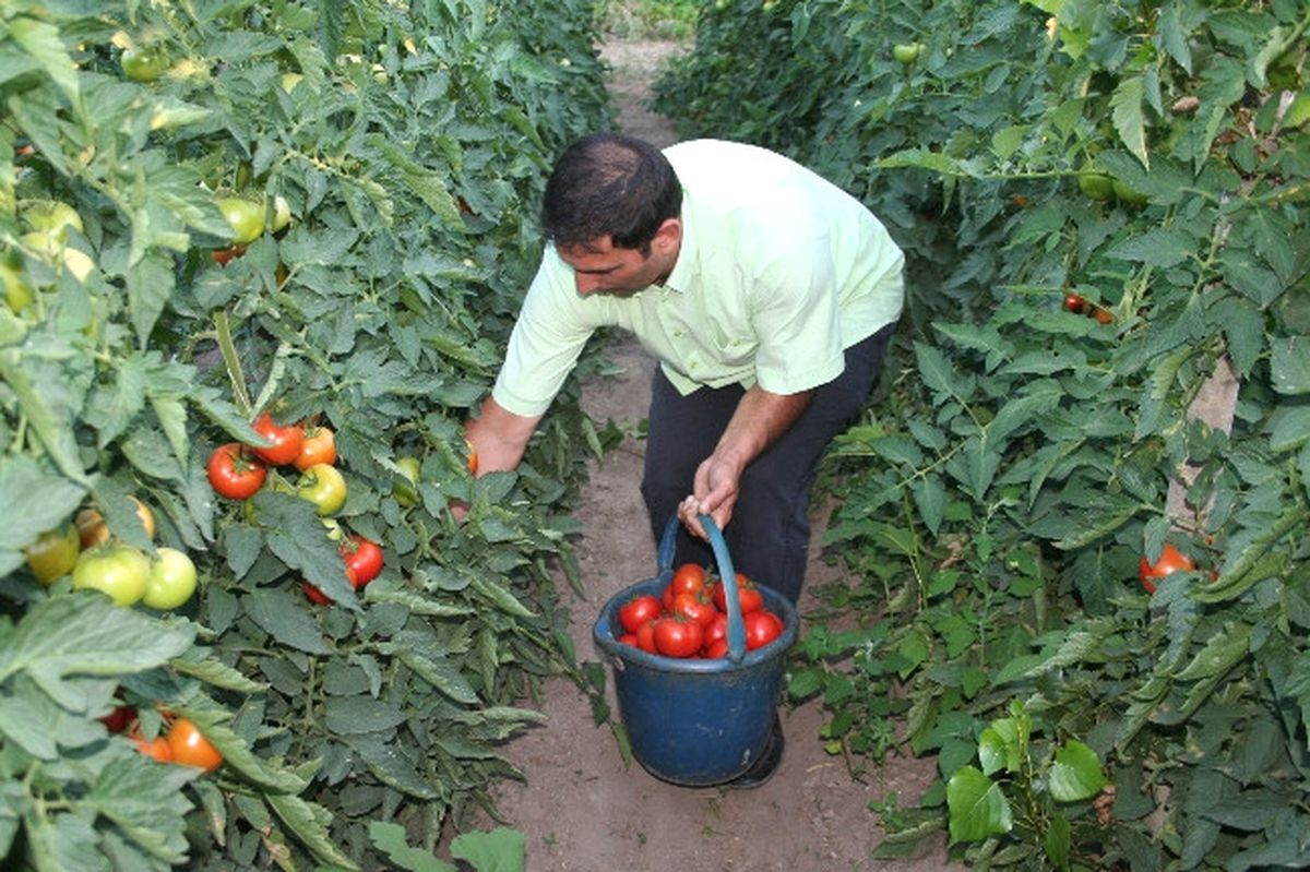 Domates Hasadı Çiftçinin Yüzünü Güldürdü