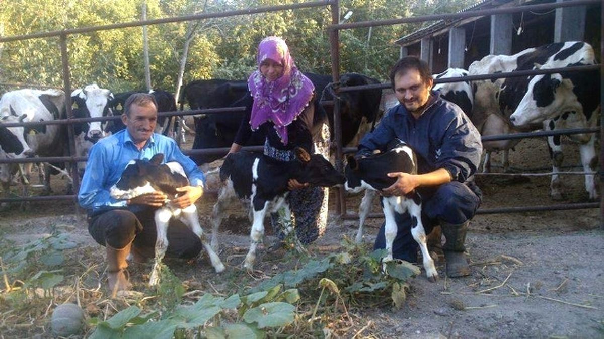 İnek Üçüz Doğurdu