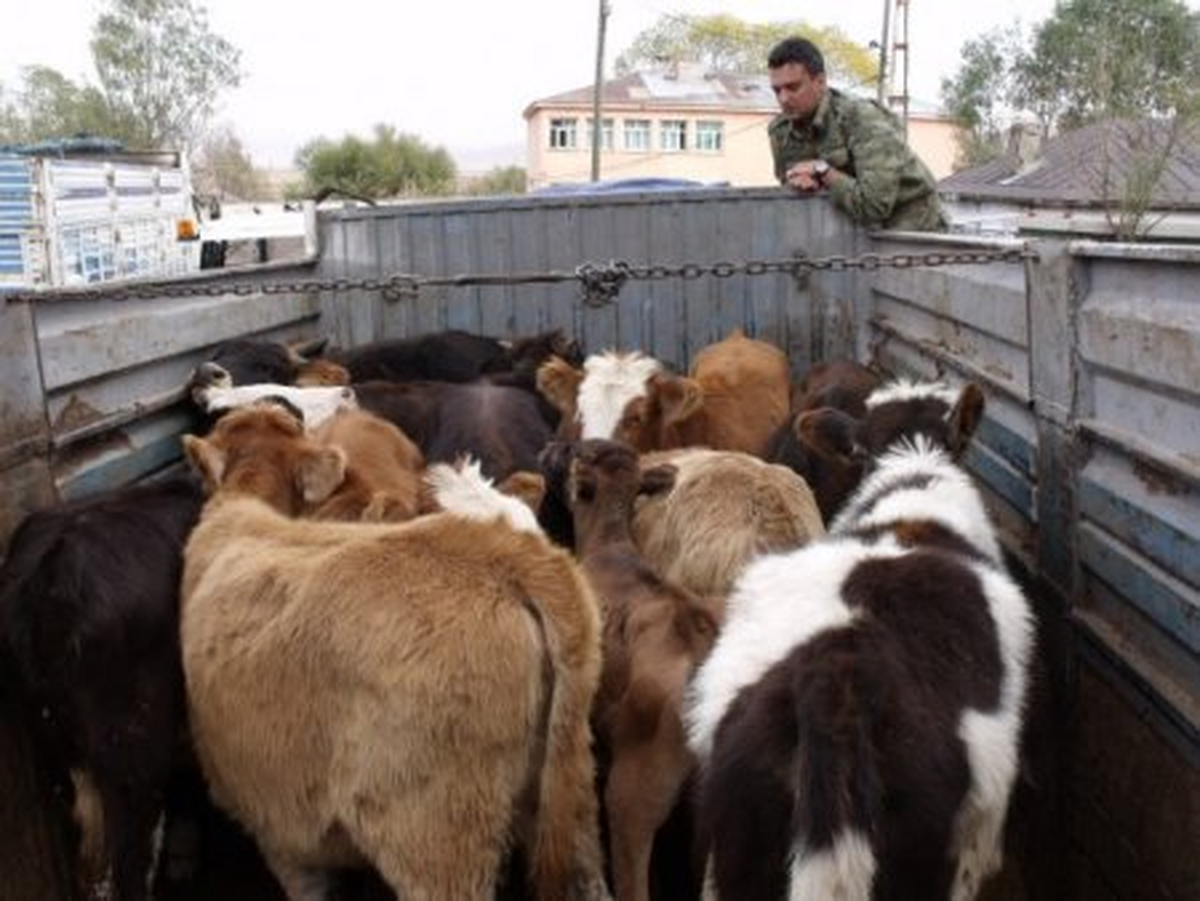 Kars\'ta Büyükbaş Hayvan Hırsızlığı