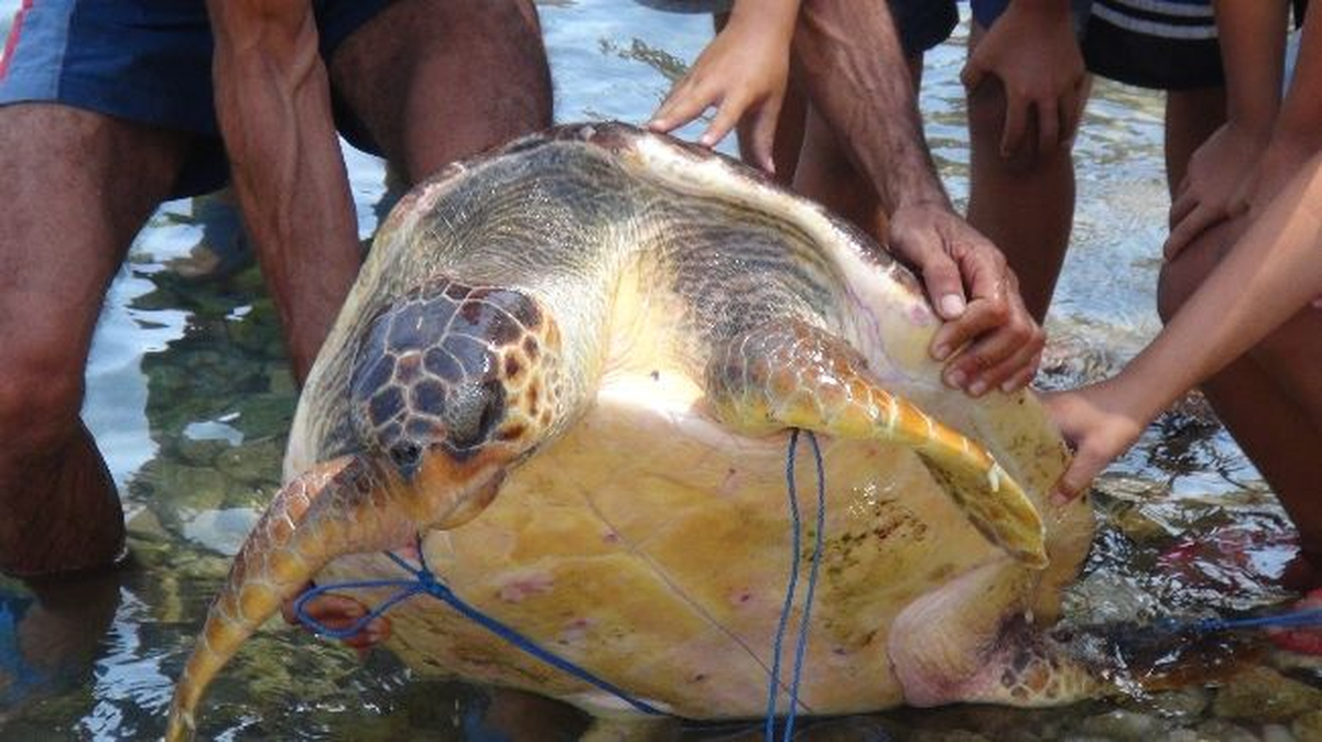 Silifke Sahillerinde Saldırgan Caretta Paniği