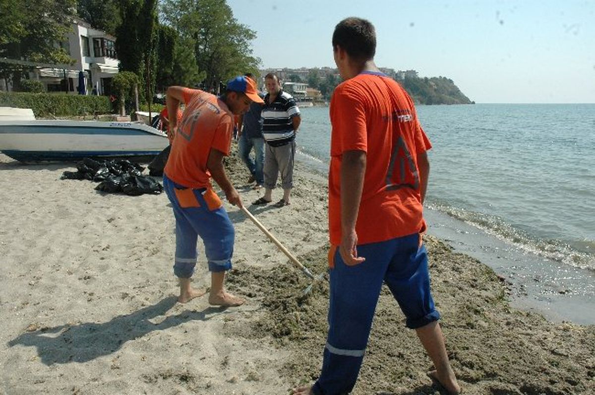 Tekirdağ Sahillerine Vuran Yosunlar Temizleniyor