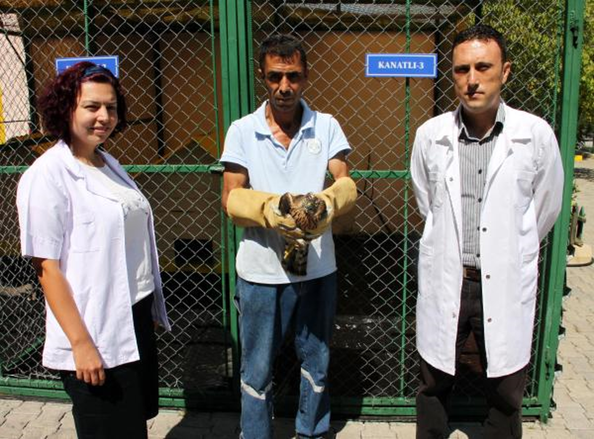 Yaralı Doğan İyileşti, Doğaya Salındı