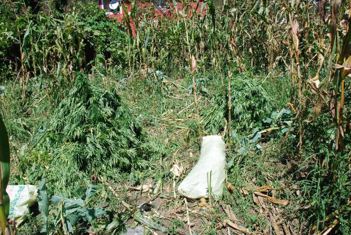 620 Kilo Esrarı İçmek İçin Yetiştirmiş