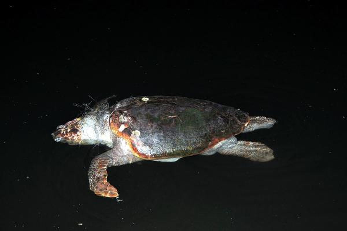 Boynuna Ağ Dolanan Caretta Caretta Öldü