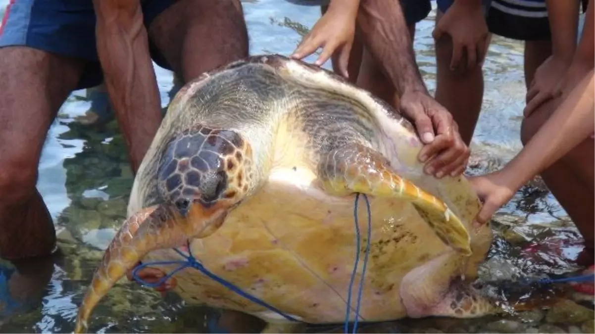 İzmir\'de Telef Olmuş Caretta Caretta Bulundu