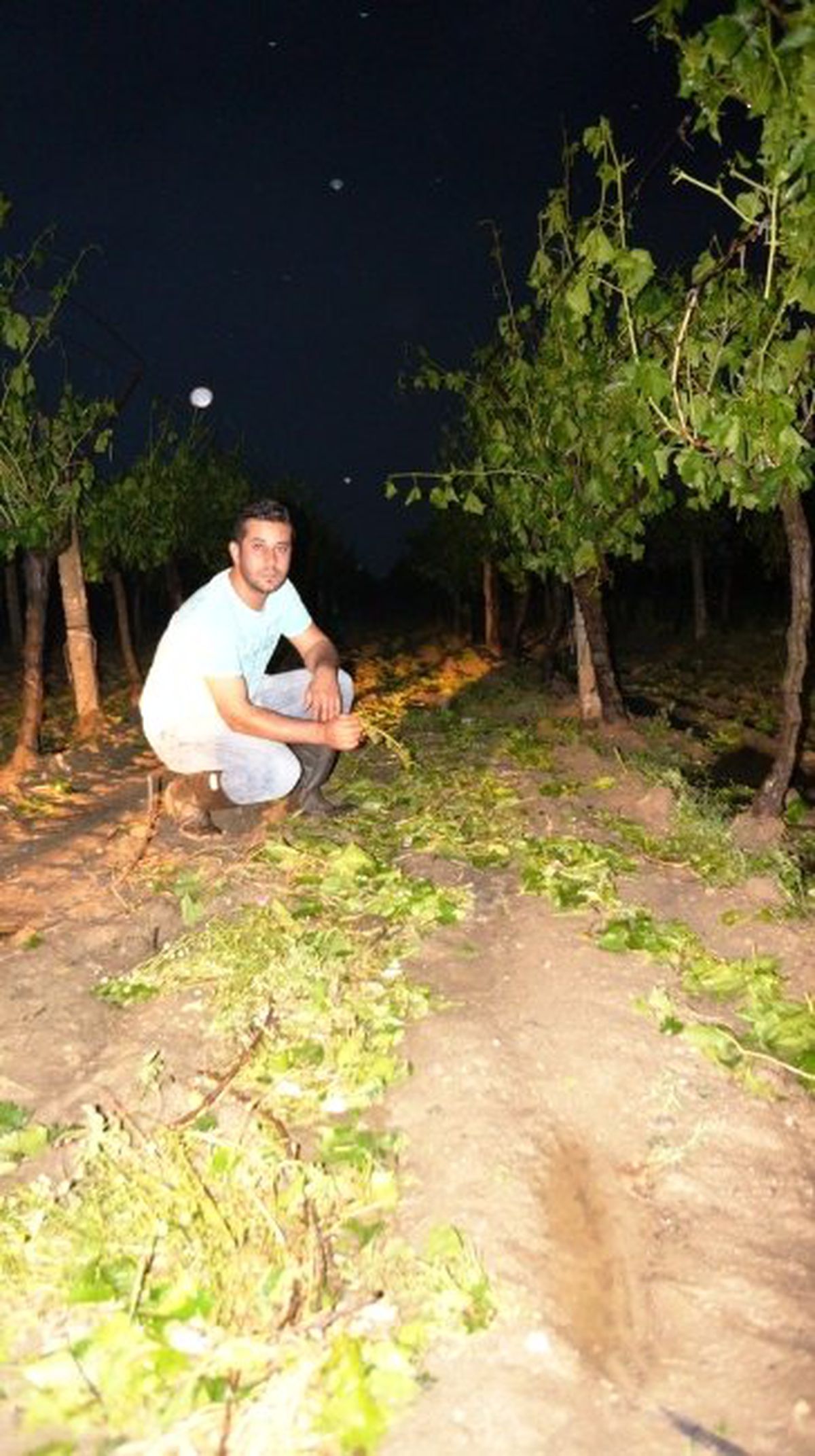 Manisa\'daki Dolu ve Don Zararı Ödemeleri Ekim -Kasım\'da