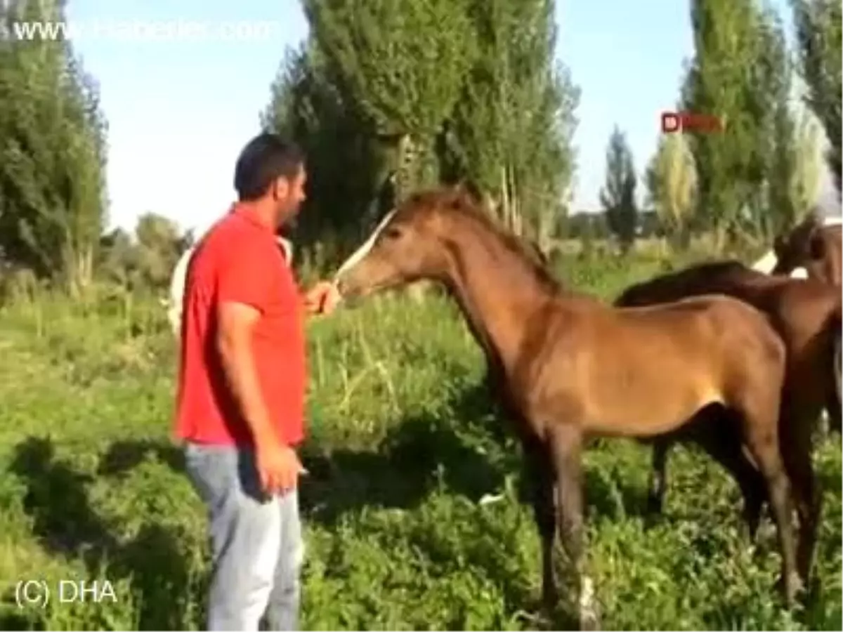 Atları Öpmeden İşe Başlamıyor