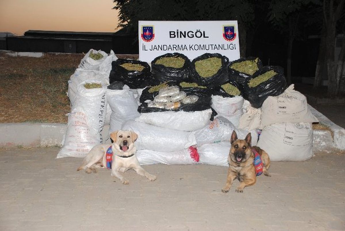 Bingöl\'de 42 Kilogram Esrar Ele Geçirildi