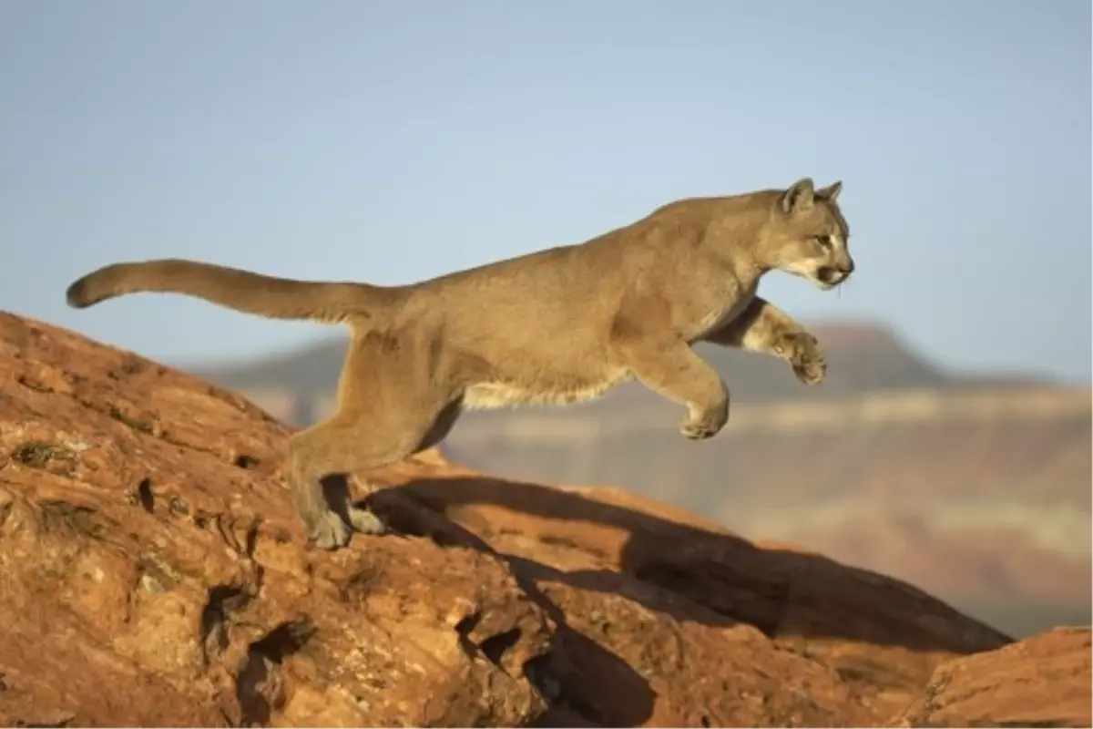 "Dikkat Arkanızdan Puma Gelebilir!"