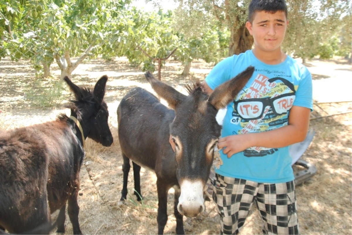 Eşek Sütü, İnek Sütünden 50 Kat Daha Pahalı