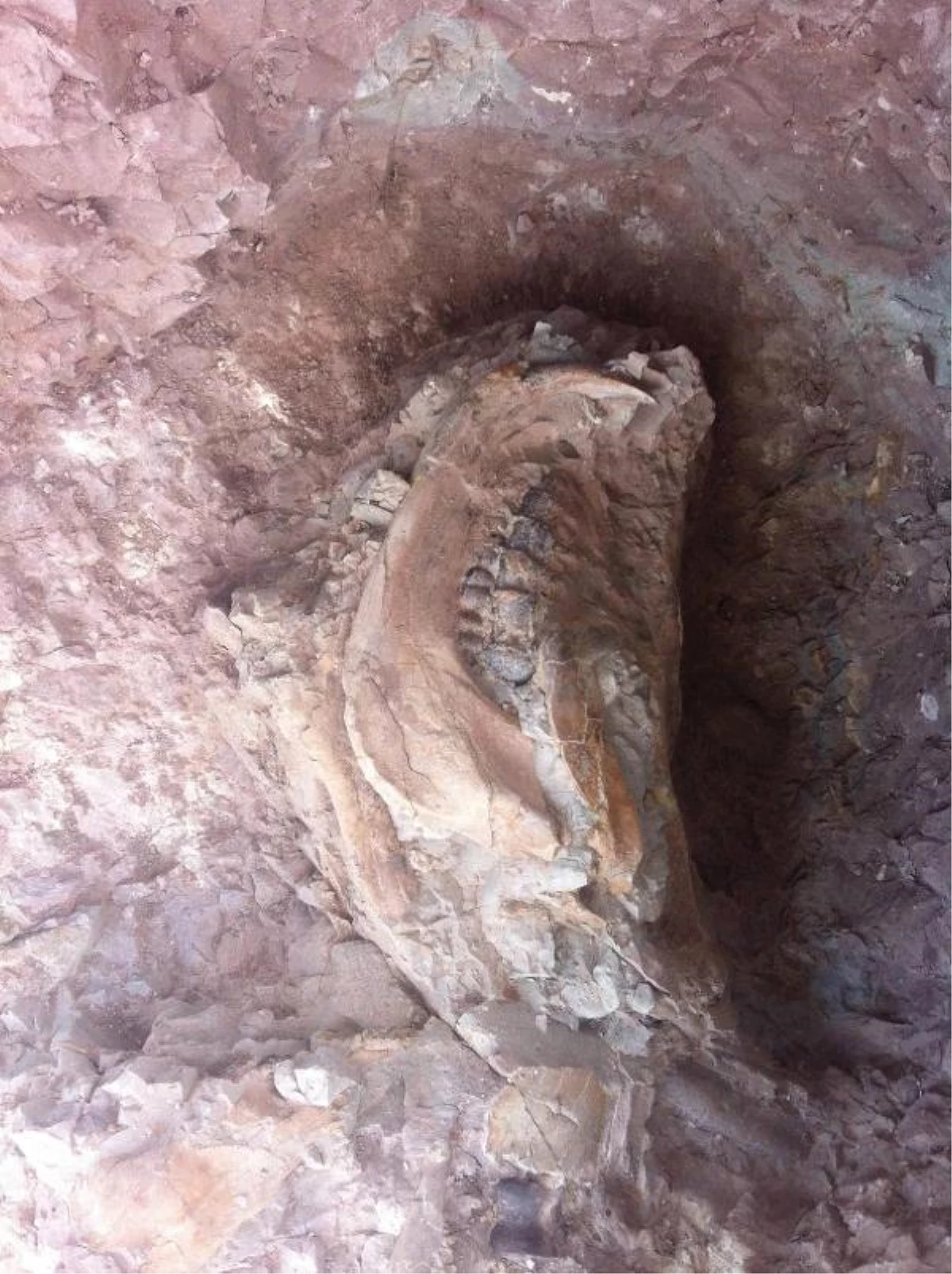 Çankırı\'da 16 Yılda 3 Binden Fazla Fosil Çıkarıldı