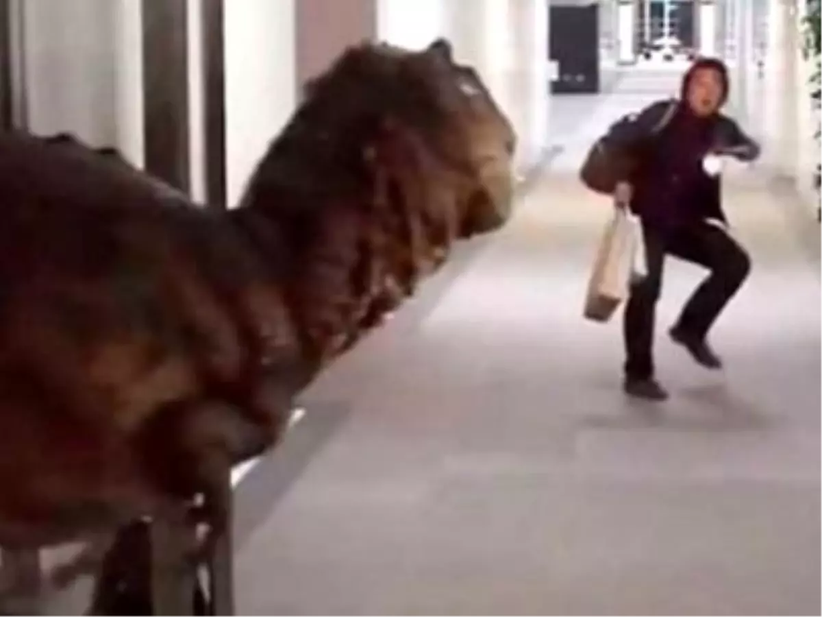 Japonya\'da Yapılan Dinazor Şakası Korkuttu