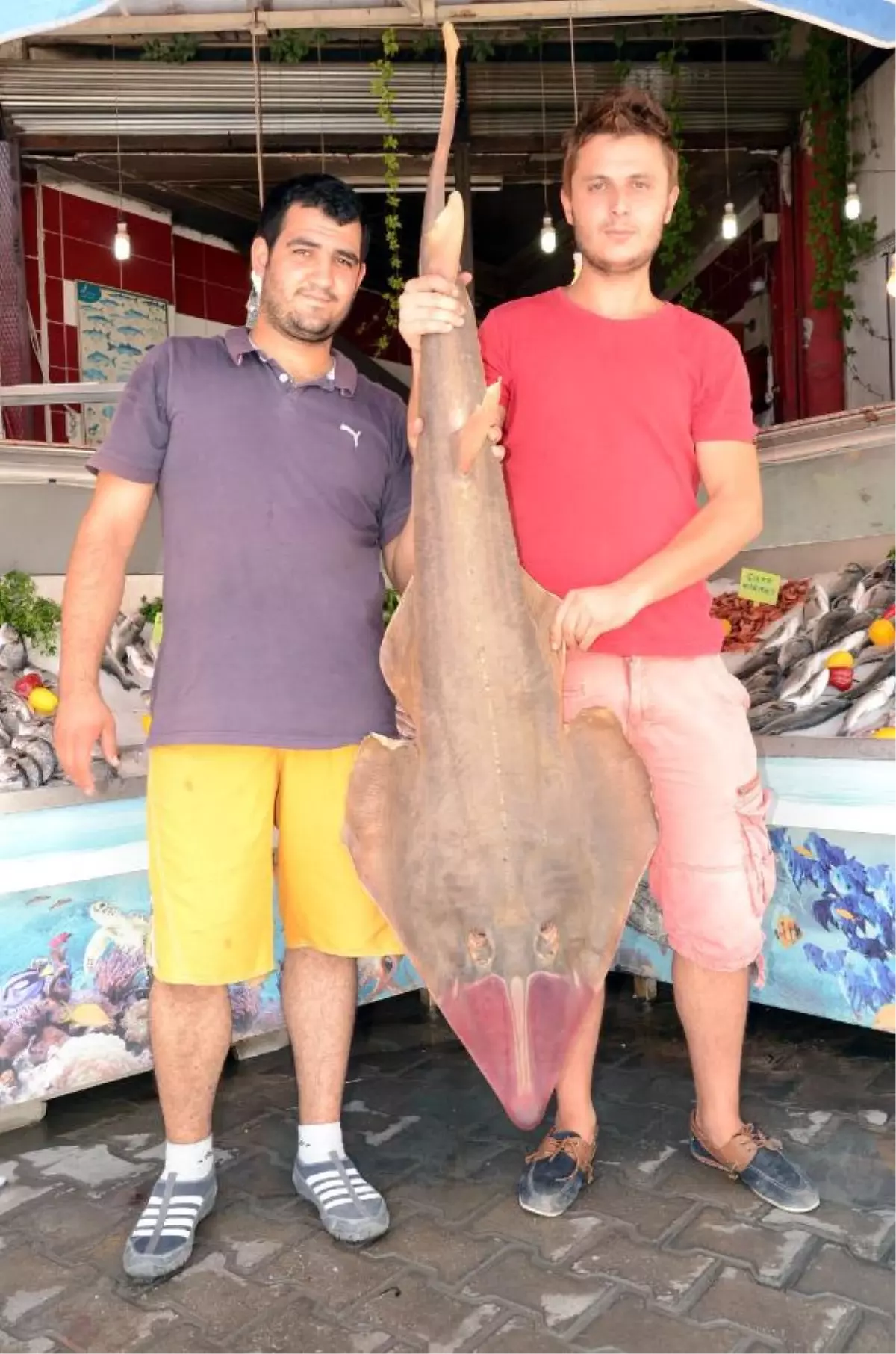 Foça'da Dev Kemane Balığı