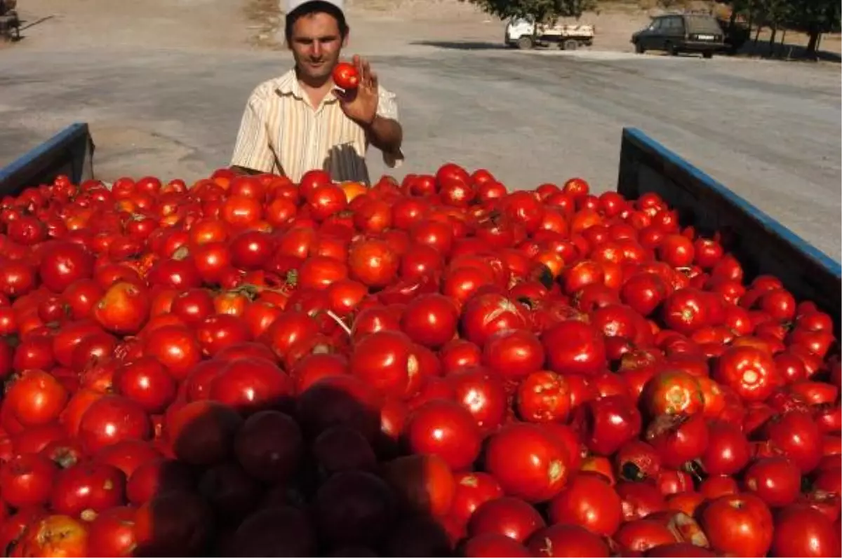 Ünlü Çanakkale Domatesi Hayvan Yemi Oldu