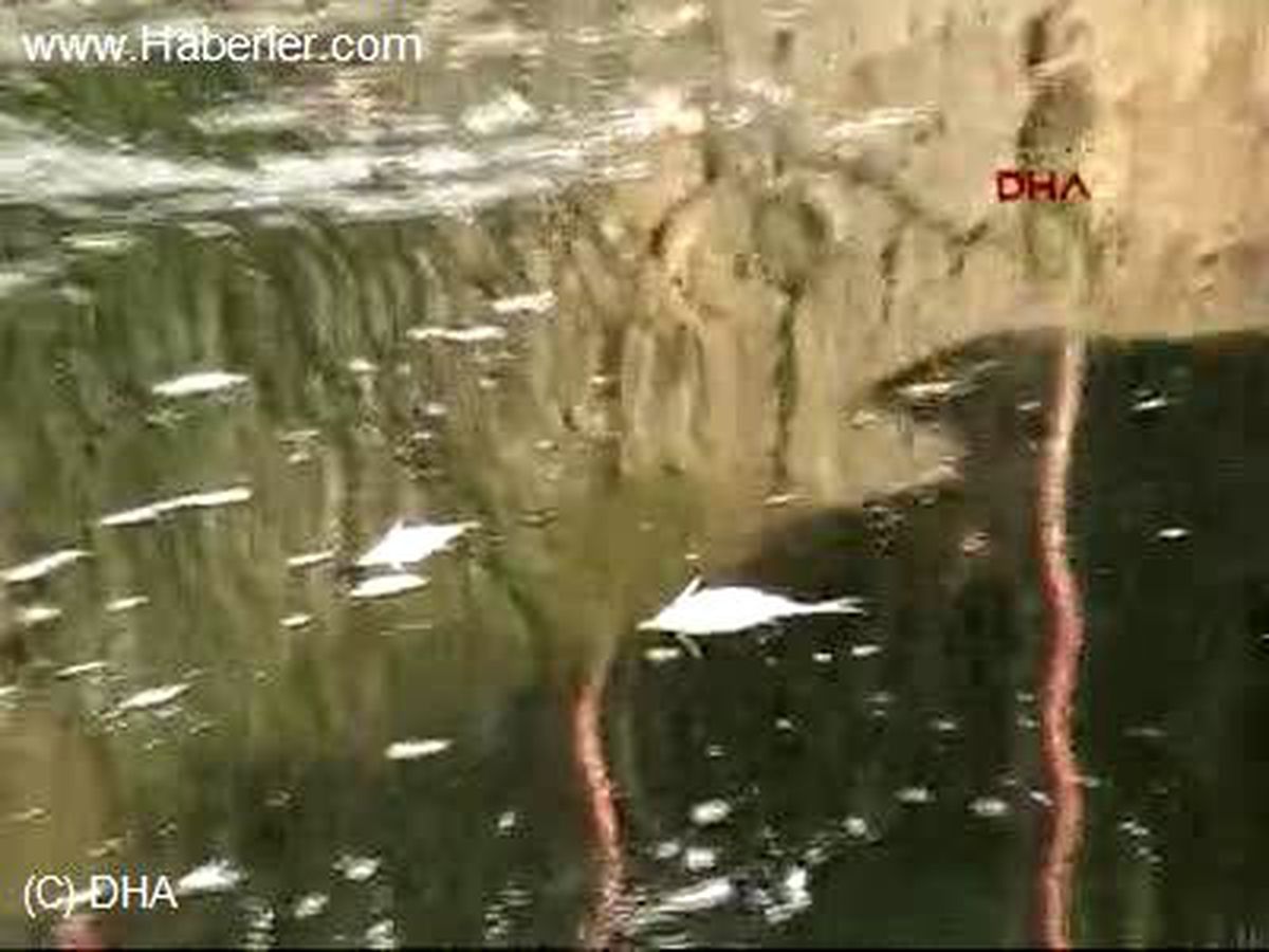 Bartın Irmağı\'nda Balıklar Telef Oldu